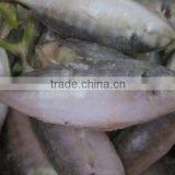 Frozen Yellowtail Scad thumbnail-1