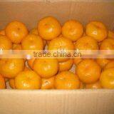 Fresh Mandarin Orange With Factory Wholesales Price thumbnail-5