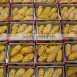 Mango Exporter