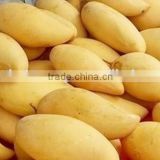 Namdokmai Fresh Golden Mango Grade A 250-300 G Loose Pack From Thailand