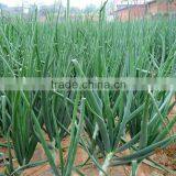 Hybrid Onion Seeds for Growing- Early Red Preciousness thumbnail-4