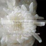 Chrysanthemum Cut Flower thumbnail-1