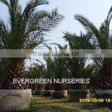 Phoenix Canariensis