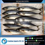 Best Quality Frozen Indian Mackerel Fish Whole Round Supplier
