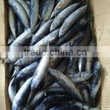 Frozen Tuna 150-200 Grams Small Size for Canning thumbnail-2