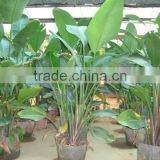 Strelitzia Nicolai Ornamental Plants thumbnail-2