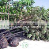 Grevillea Robusta Rootball Ready for Shipment thumbnail-1