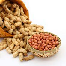 HIGH QUALITY BLANCHED PEANUT KERNELS 35/39 BY JUNAN KAIBING thumbnail-5