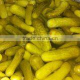 Gherkins in Brine Solution Natural Fermentation thumbnail-1