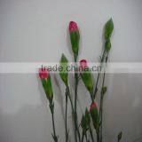 Elegant in Smell Factory Direct High Quality Flower Carnation thumbnail-5