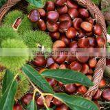 2016 Chinese Organic Fresh Raw Sweet Chestnuts for Sale thumbnail-5