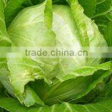VIETNAM FRESH CABBAGE thumbnail-3