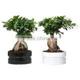 Natural Ficus Ginseng Flower Bonsai thumbnail-3
