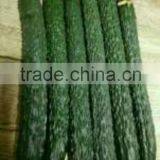 Fresh Cucumber thumbnail-2