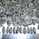 2015 New Chinese Sunflower Seed With Low Price thumbnail-2