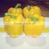 2013 NEW CROP FRESH BELL PEPPER thumbnail-6