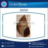 Top Quality Highly Demanded Shell Baigai IQF at Low Market Price thumbnail-3