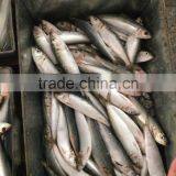 Superior Quality Sardine for Bait on Sale thumbnail-2