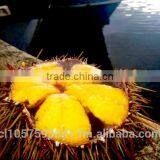 UNI Sea Urchin