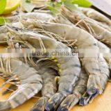 Black Tiger Prawn thumbnail-2