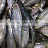Fresh New Arrival Whole Round Frozen Sardine on Sale thumbnail-3