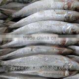 Frozen Sardine Fish for Can thumbnail-3