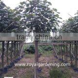 Hibiscus Tiliaceus Potted Trees