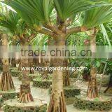 Pandanus Utilis, Screw Pine, Screw-Pine thumbnail-2