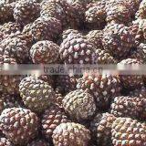 Pine Oil thumbnail-4