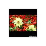 Sell Mono or Dual-Color Outdoor LED Display