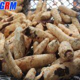 Large Capacity and Good Peeling Rate Cassava Peeler MSUPC / Cassava Skin Cleaning Machine / Cassava Peeling Machine thumbnail-5