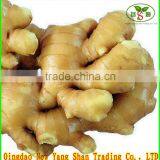Beautiful Shape And Bright Yellow Skin Fat Ginger Chinese Spicy Ginger thumbnail-2