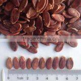 Chinese Watermelon Seed Wholesaler China Supplier thumbnail-2