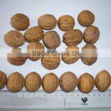 Factory Price Chinese Bulk Walnut in Shell Size of 28mm thumbnail-6