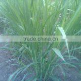 High Output Screw Oak Grass Hydraulic Juice Press Machine for Sale thumbnail-5