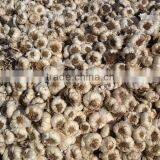 Fresh Dry Garlic thumbnail-1