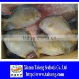 400-600g Golden Pompano Frozen Golden Pomfret thumbnail-5