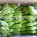 The Best Seller of Vietnamese Cavendish Banana thumbnail-3
