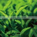 Organic and Delicious Matcha Green Tea Powder Organic at Reasonable Prices , Small Lot Order Available thumbnail-4