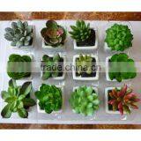 Lifelike High Quality Fake Artificial Succulent Plants Mini Bonsai With White Potted For Decoration