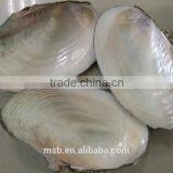 White Mother of Pearl Farmed Freshwater Raw River Shell