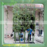 LF101616 Artificial Bamboo Plants/hot Sale Real Trunk Fake Bamboo Plants