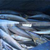 Sea Frozen Pacific Mackerel thumbnail-2