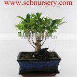 Ficus 20cm Ball thumbnail-1