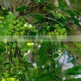 FICUS FACEMOSA thumbnail-1