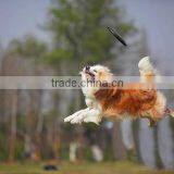 2015 Wholesale Professional Silicone Frisbee, Dog Toy thumbnail-1