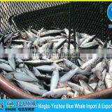 150g 250g 150-250g 150/250g 250g Mackerel