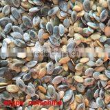 Pumpkin Seeds Oil Grade thumbnail-4