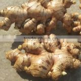 SUPPLY FRESH GINGER/ FROZEN GINGER WITH THE COMPETITIVE PRICE.