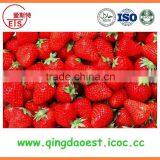 15-25mm For Sale Bulk Fresh Strawberry thumbnail-5